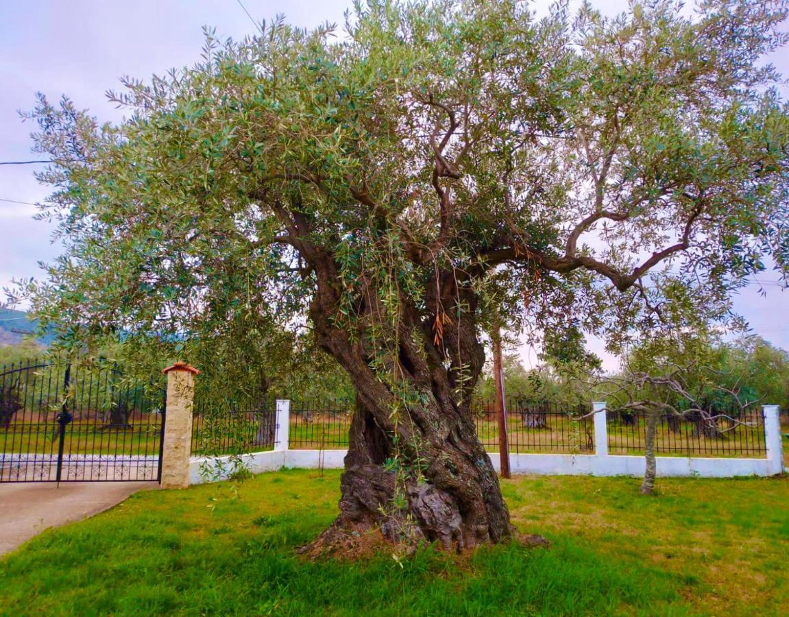 Villa Calypso Skala Rachoni  Ngoại thất bức ảnh